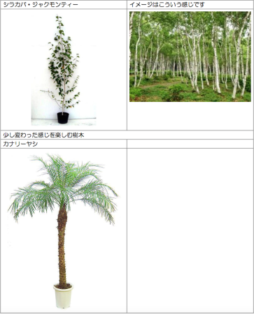 シンボルツリーの候補が増えました。　どれが良いと思います?　絶賛ご意見募集中_c0355882_22042368.png