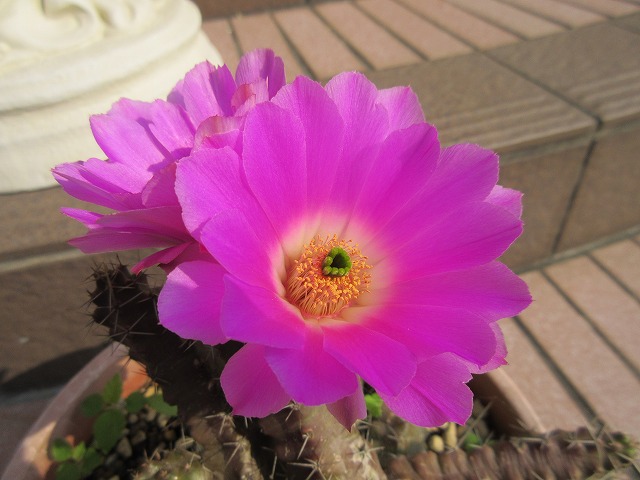 サボテンの花_b0182884_21282130.jpg