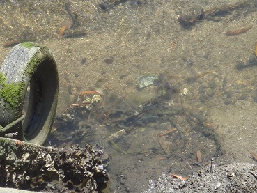 向島・江尻川河口のドブ干潟で陶片拾い　その１_e0060485_9222356.jpg