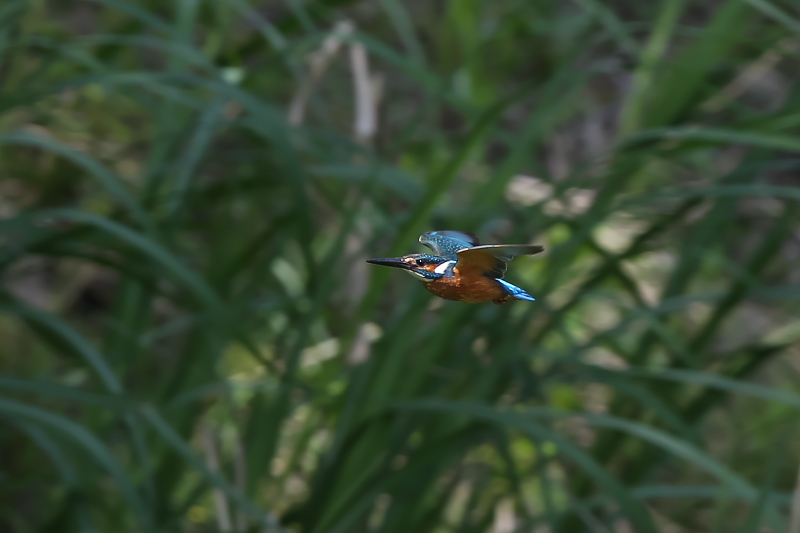 昨日も谷津（たにつ）の公園へ。_f0183785_2005372.jpg