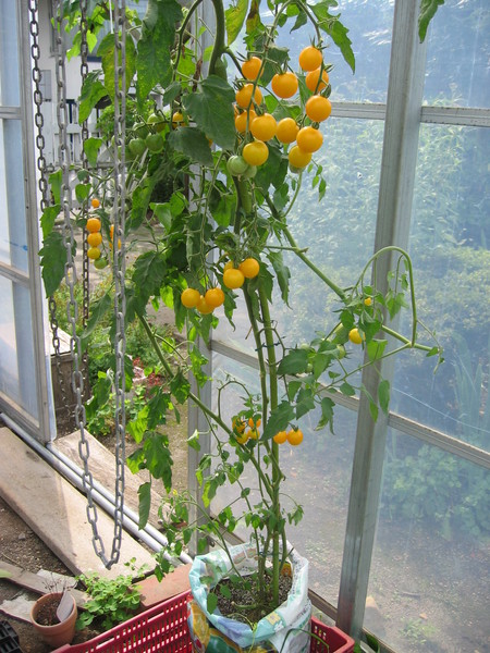 ミニトマト、鉢植えでもいっぱいなります_a0292194_15593712.jpg