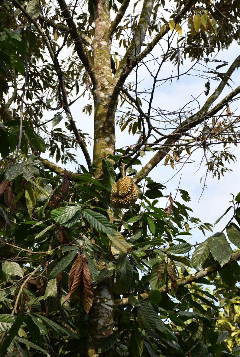 e0064400_51159.jpg