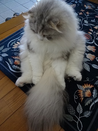 お気に入りと猫の座り方。。_c0178104_08362337.jpg