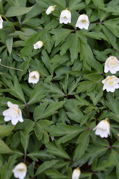 今日の花　アネモネAnemone_d0117404_15194535.jpg