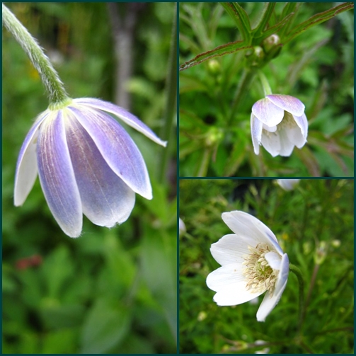 今日の花　アネモネAnemone_d0117404_1534817.jpg