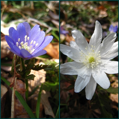 今日の花　アネモネAnemone_d0117404_15441886.jpg