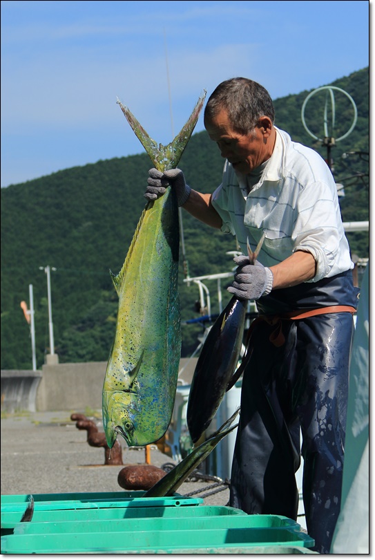 シイラ（鱪、鱰〈魚偏に暑または署〉）、_a0057905_1547843.jpg