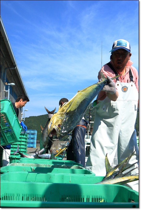 シイラ（鱪、鱰〈魚偏に暑または署〉）、_a0057905_15491615.jpg