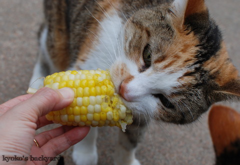 猫たちのコーンフェスティバル_b0253205_07001532.jpg