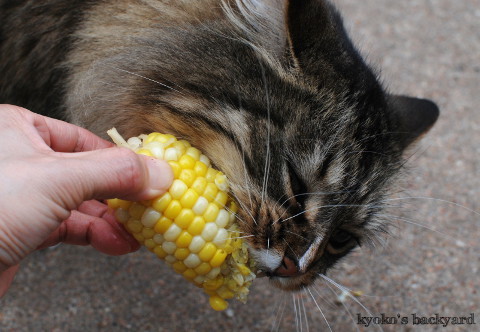 猫たちのコーンフェスティバル_b0253205_07003783.jpg