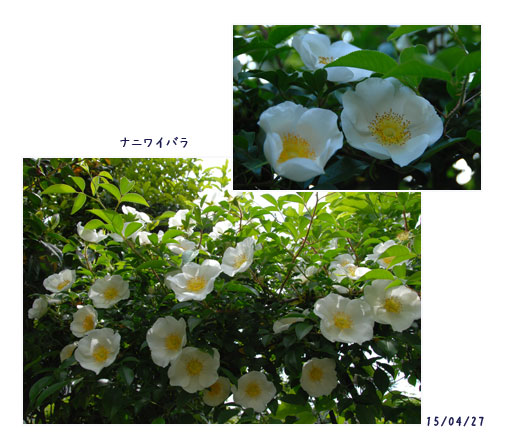 5月の薔薇_c0051105_0453372.jpg