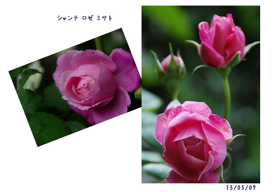 5月の薔薇_c0051105_04966.jpg