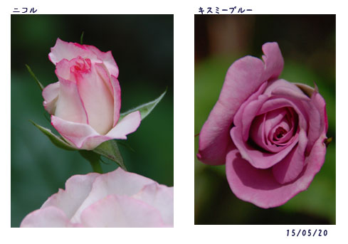 5月の薔薇_c0051105_0501440.jpg