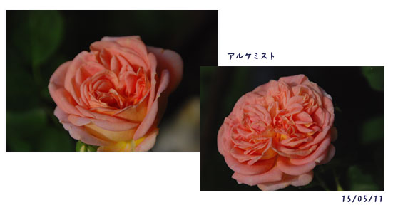 5月の薔薇_c0051105_0513772.jpg