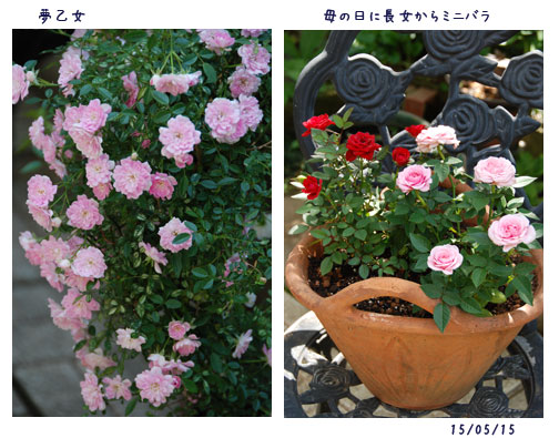 5月の薔薇_c0051105_056423.jpg