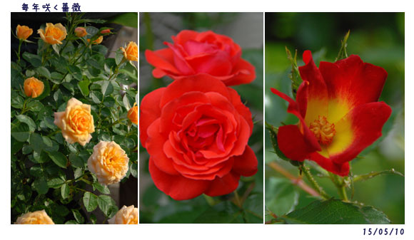 5月の薔薇_c0051105_0584325.jpg