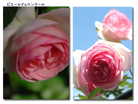 5月の薔薇_c0051105_1364952.jpg