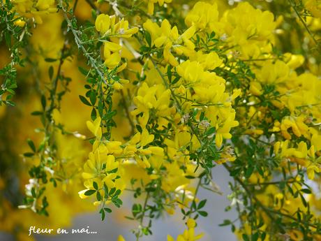 ５月に出会った花たち♪_c0098807_2173097.jpg