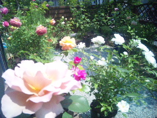 c0060308_12330411.jpg