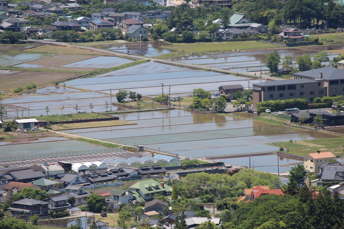 山の新緑　5/27_d0065113_855361.jpg