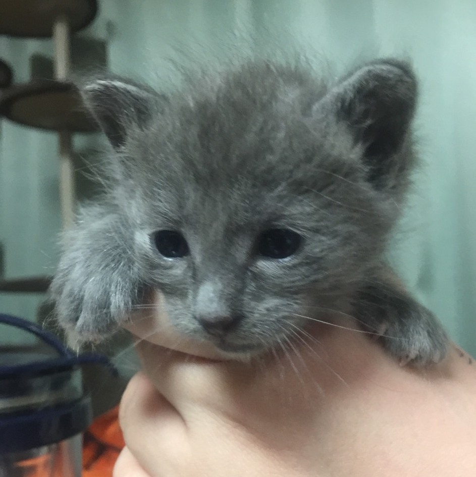 5月5日生まれの4匹の仔猫飼い主さん募集開始です_d0226013_21423195.jpg