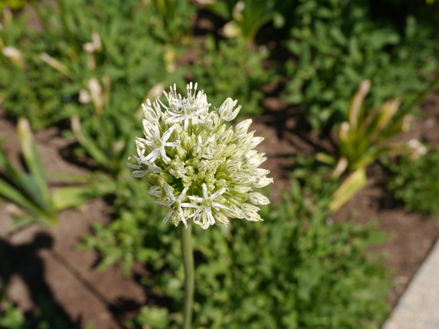 e0336214_156179.jpg