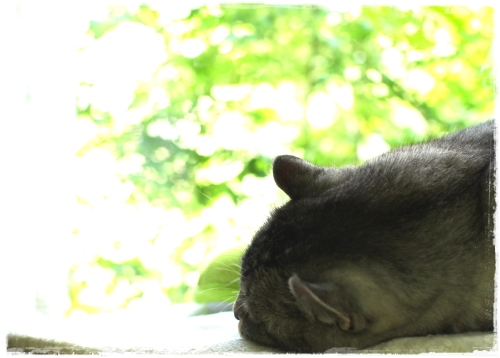 国立新美術館　マグリット展に行く　昨日は真夏日だった今日もだ　おまけ猫　2015/5/27_d0129921_1628269.jpg