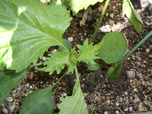 c0364426_15351536.jpg