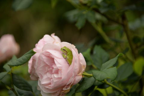 e0335926_11415237.jpg