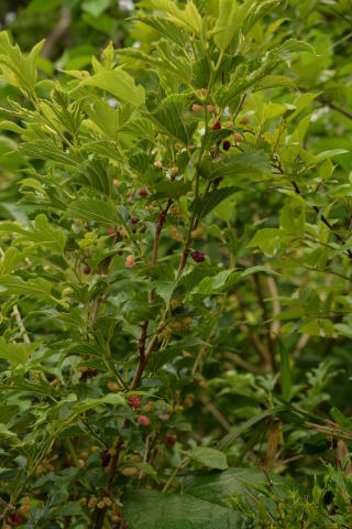 e0335926_11444793.jpg