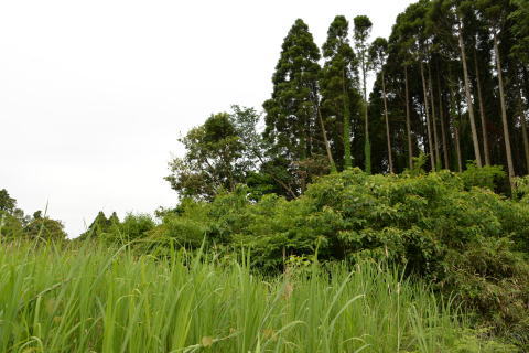 e0335926_11450903.jpg