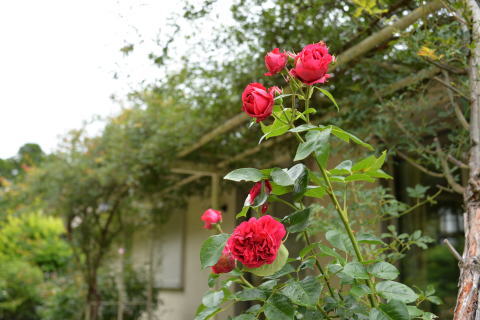 e0335926_14253934.jpg