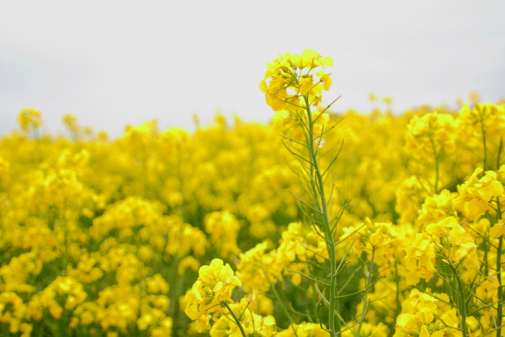 菜の花畑_d0236741_22042091.jpg