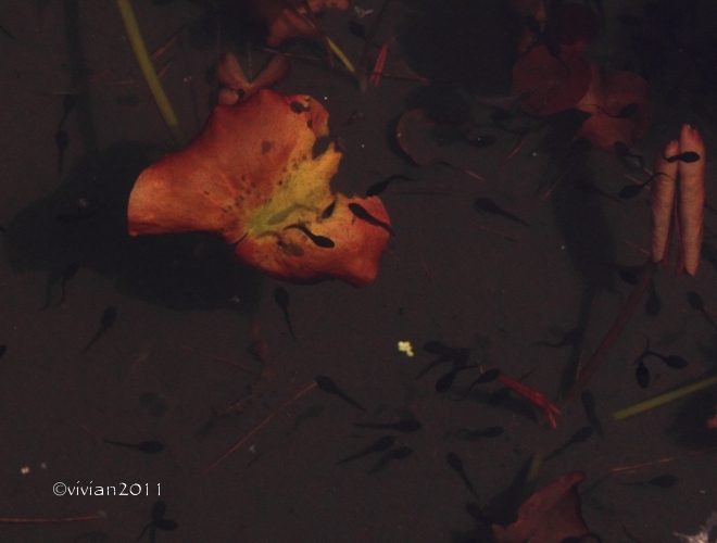 日光 上三依水生植物園で撮影会 ~クリンソウが見ごろ~_e0227942_14293300.jpg