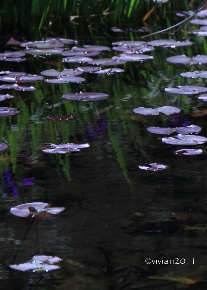 日光 上三依水生植物園で撮影会 ~クリンソウが見ごろ~_e0227942_14320645.jpg