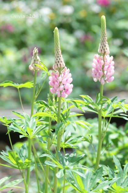 日光 上三依水生植物園で撮影会 ~クリンソウが見ごろ~_e0227942_14435442.jpg