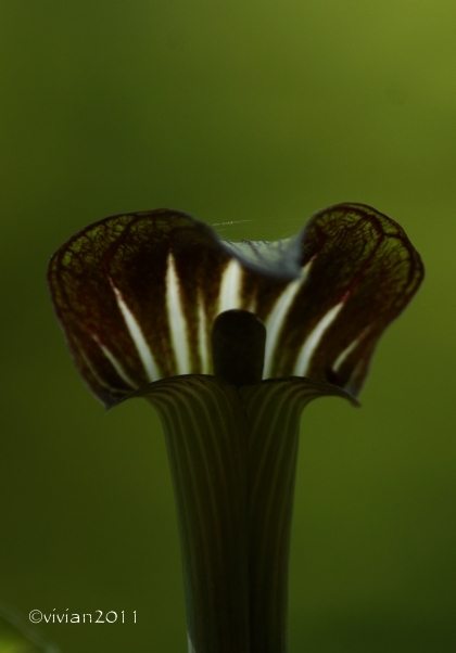 日光 上三依水生植物園で撮影会 ~クリンソウが見ごろ~_e0227942_14493176.jpg