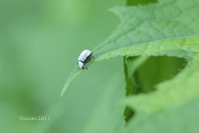 日光 上三依水生植物園で撮影会 ~クリンソウが見ごろ~_e0227942_14504601.jpg