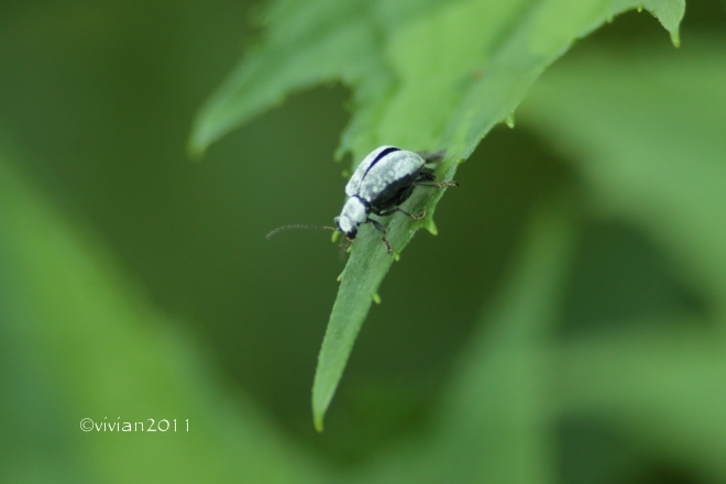 日光 上三依水生植物園で撮影会 ~クリンソウが見ごろ~_e0227942_14541200.jpg