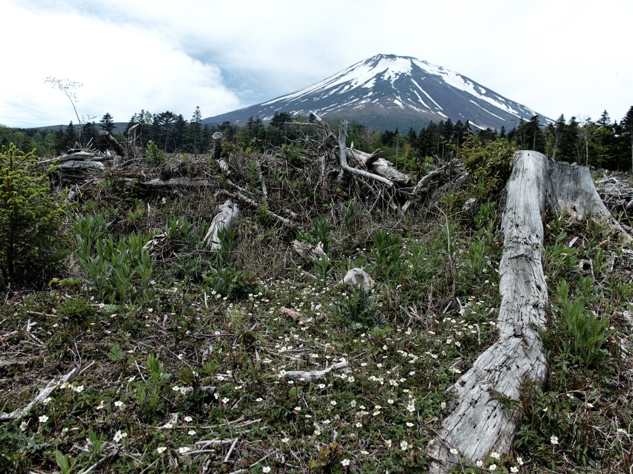 c0008948_1548494.jpg
