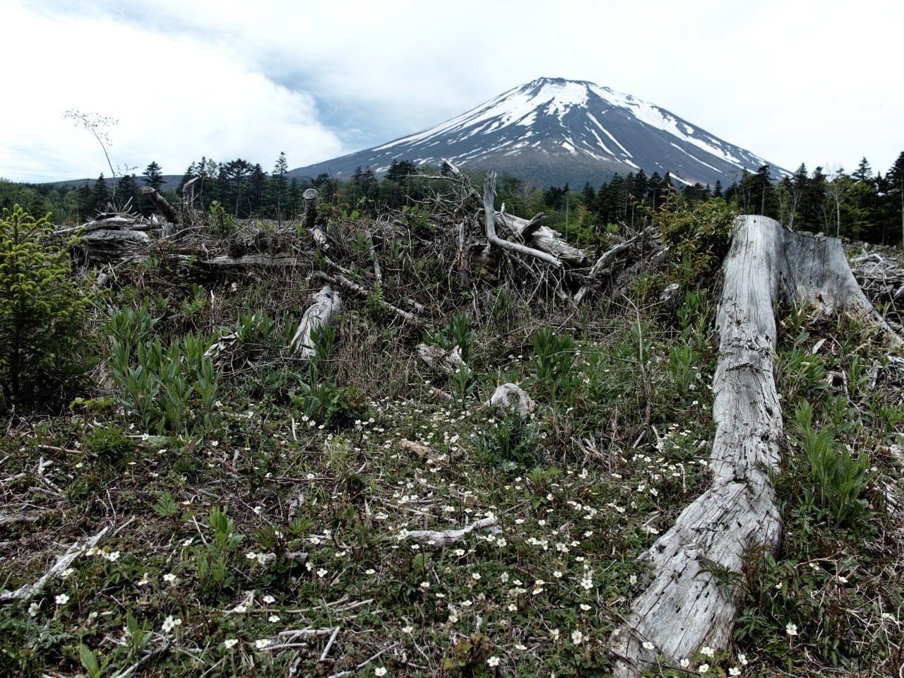 山中湖村周辺二泊三日　花探し：２_c0008948_1548494.jpg