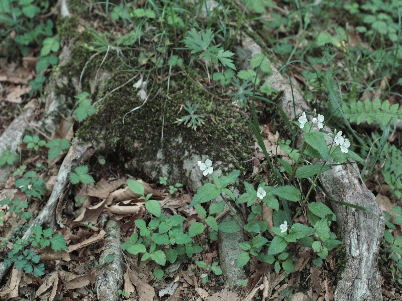 c0008948_15582795.jpg