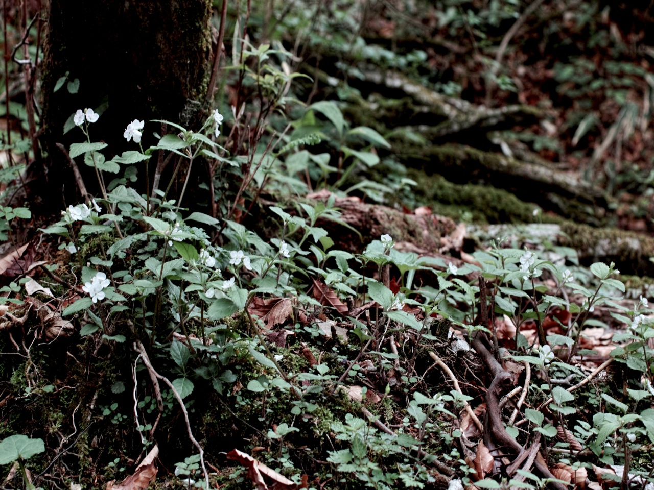 c0008948_1654165.jpg