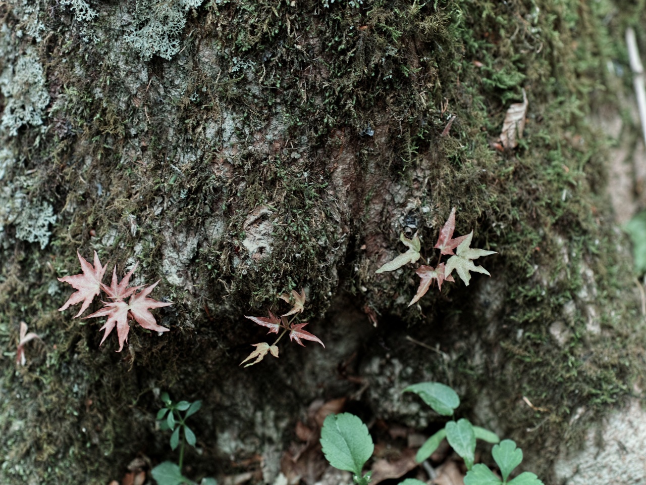 山中湖村周辺二泊三日　花探し：２_c0008948_17101636.jpg