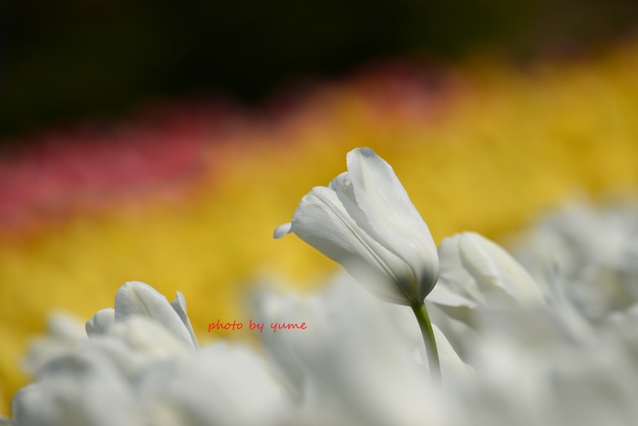 Tulip 2_a0322950_0505037.jpg