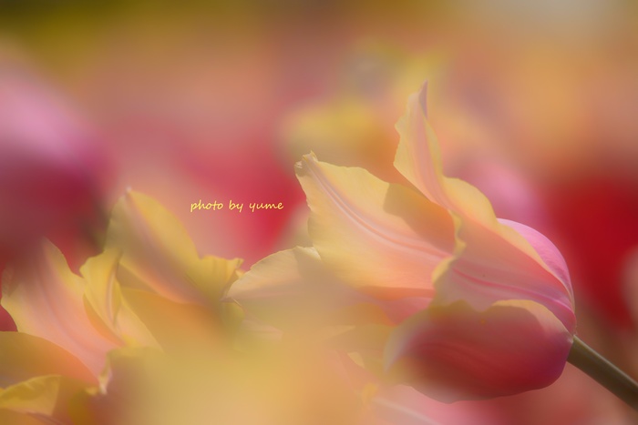 Tulip 2_a0322950_0532748.jpg