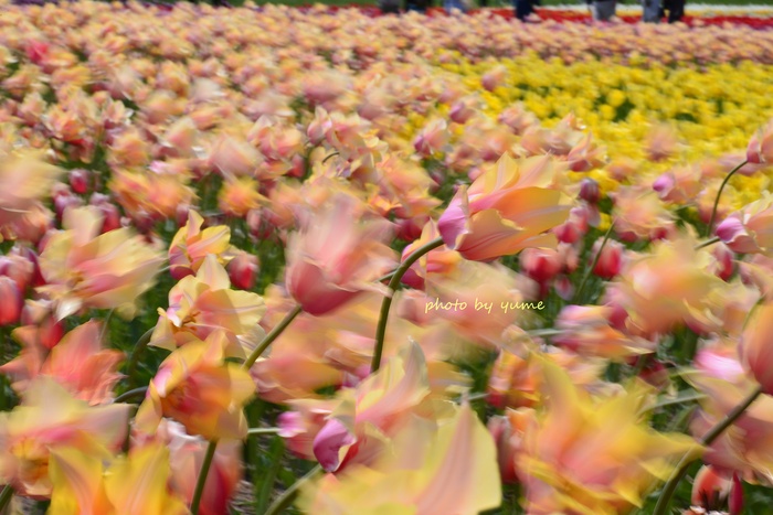 Tulip 2_a0322950_0535371.jpg