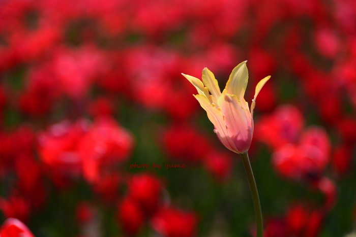Tulip 2_a0322950_0562876.jpg