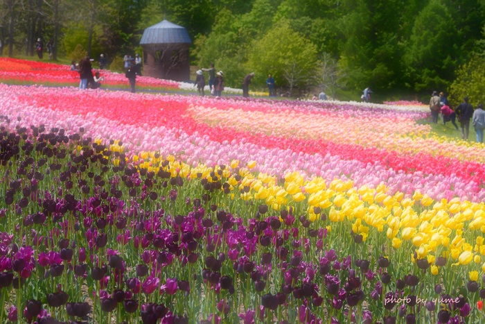 Tulip 2_a0322950_13664.jpg