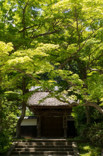 新緑の美しいお寺_a0257652_11375184.jpg